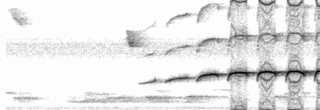 Large-tailed Antshrike - ML576709001