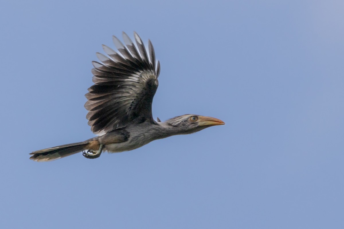 Malabar Gray Hornbill - Vikram S