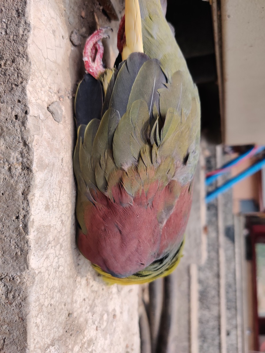 Wedge-tailed Green-Pigeon - ML576715031
