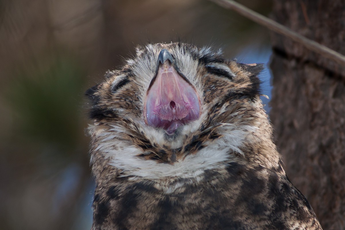 Lesser Horned Owl - ML576716281