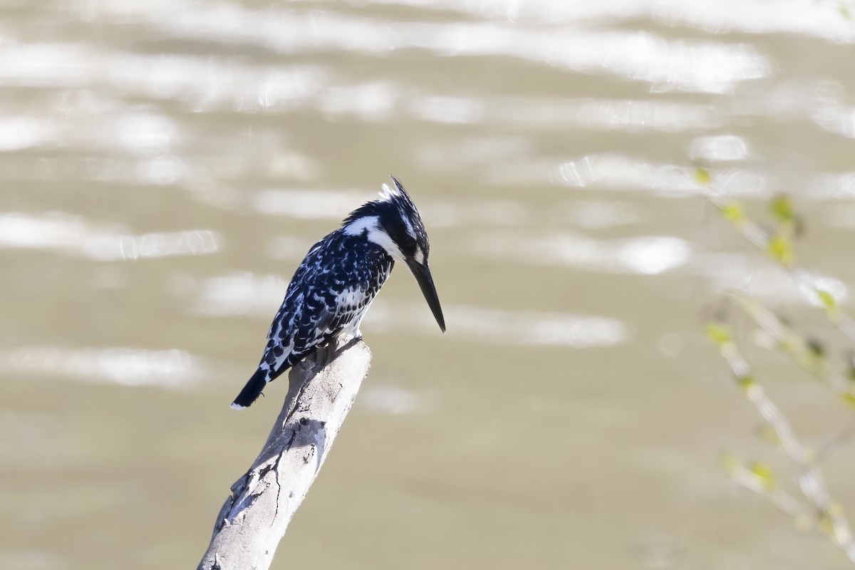 Pied Kingfisher - ML576716561