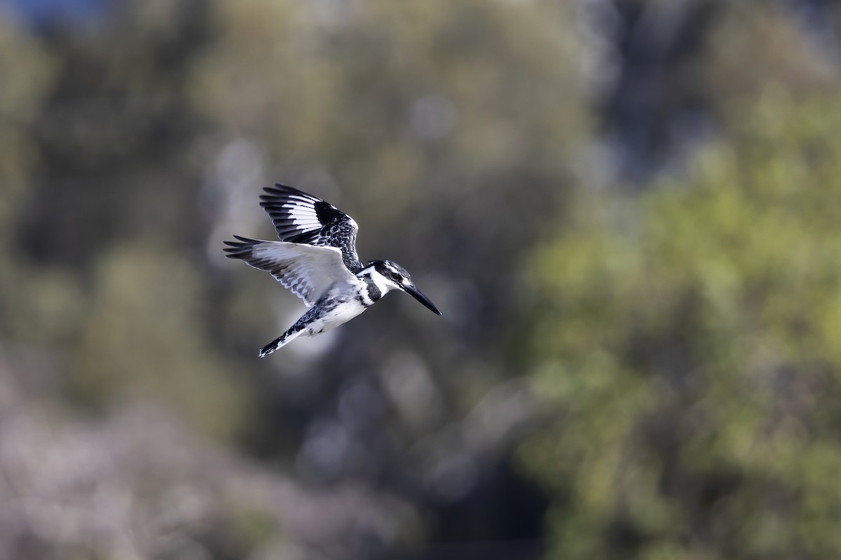 Pied Kingfisher - ML576716581