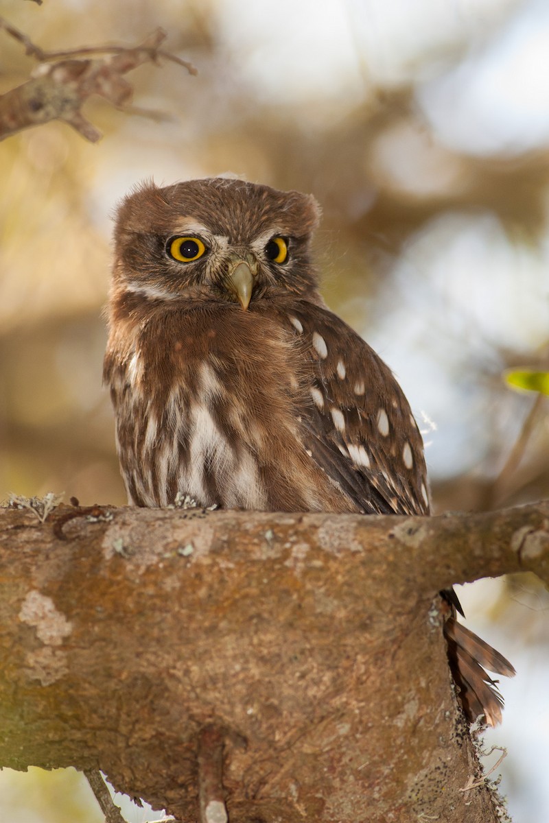 Austral Pygmy-Owl - ML576720671