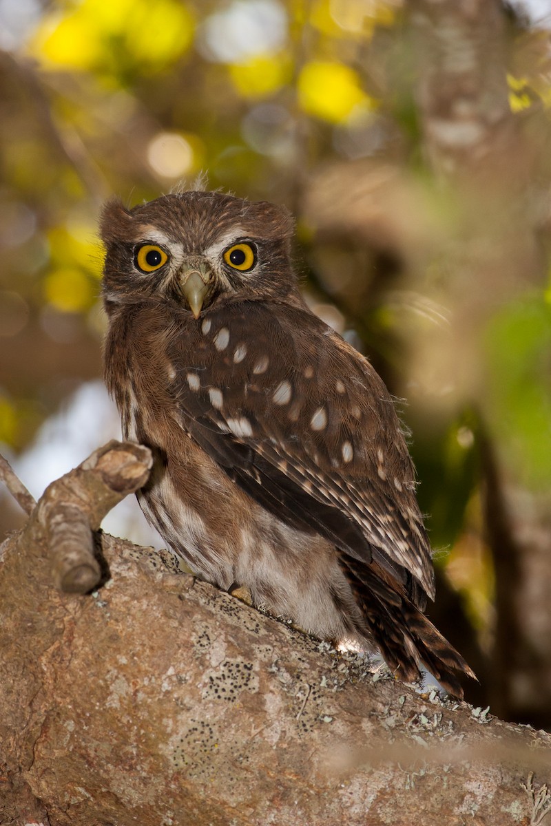 Austral Pygmy-Owl - ML576720681