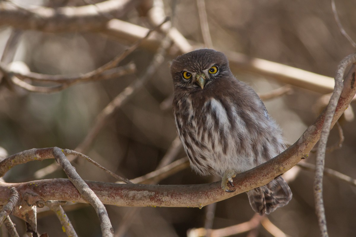 Austral Pygmy-Owl - ML576720811