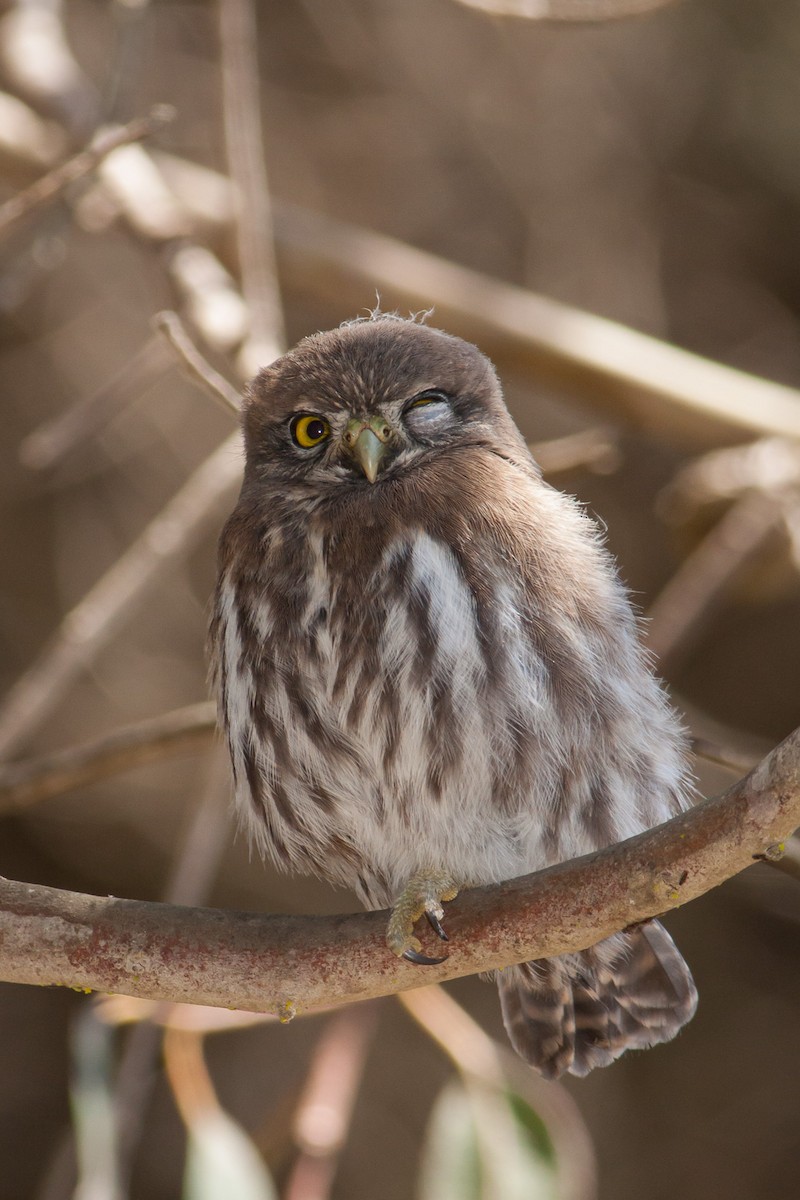 Austral Pygmy-Owl - ML576720821