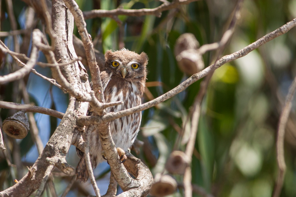 Austral Pygmy-Owl - ML576720831
