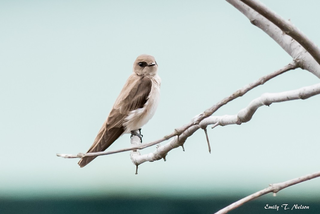 Northern Rough-winged Swallow - John Nelson