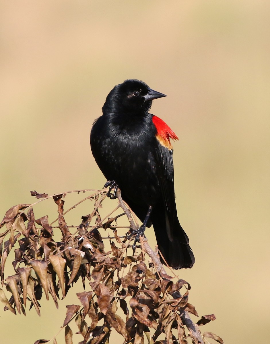 Red-winged Blackbird - ML57672621