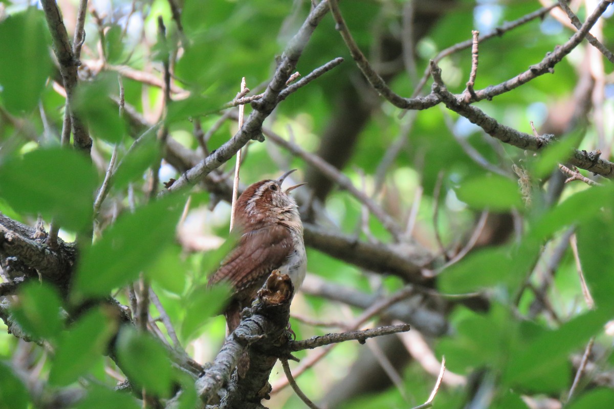 eBird Checklist 24 May 2023 Densmore Park, Lincoln USNE 40.74449