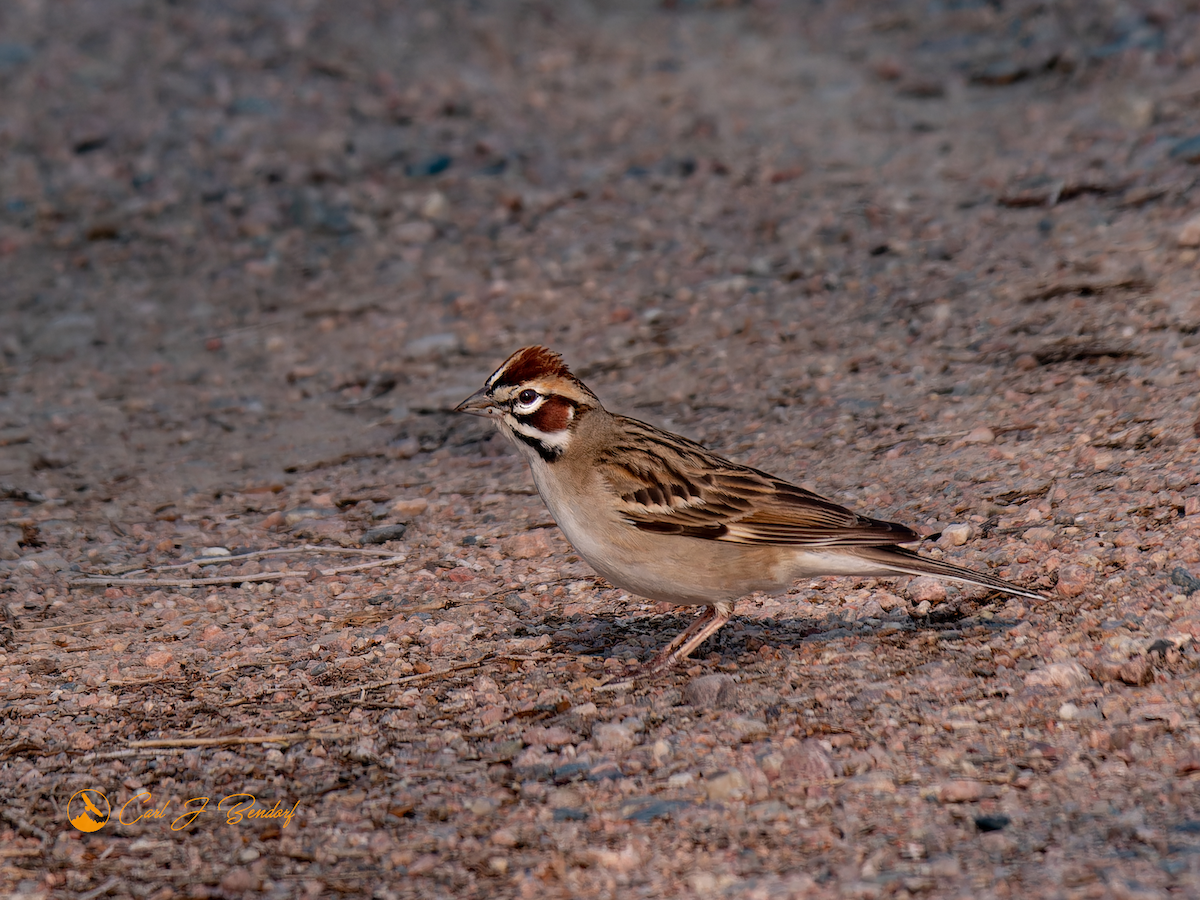 Lark Sparrow - Carl Bendorf