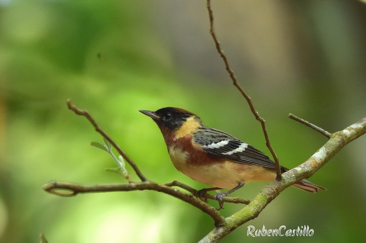 Bay-breasted Warbler - ML576738621