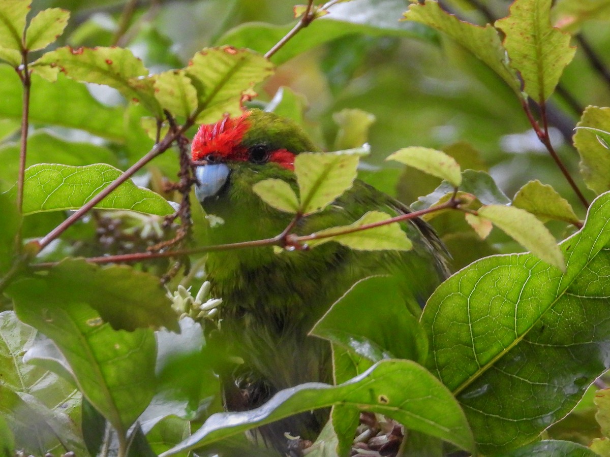 Red-crowned Parakeet - ML576740981