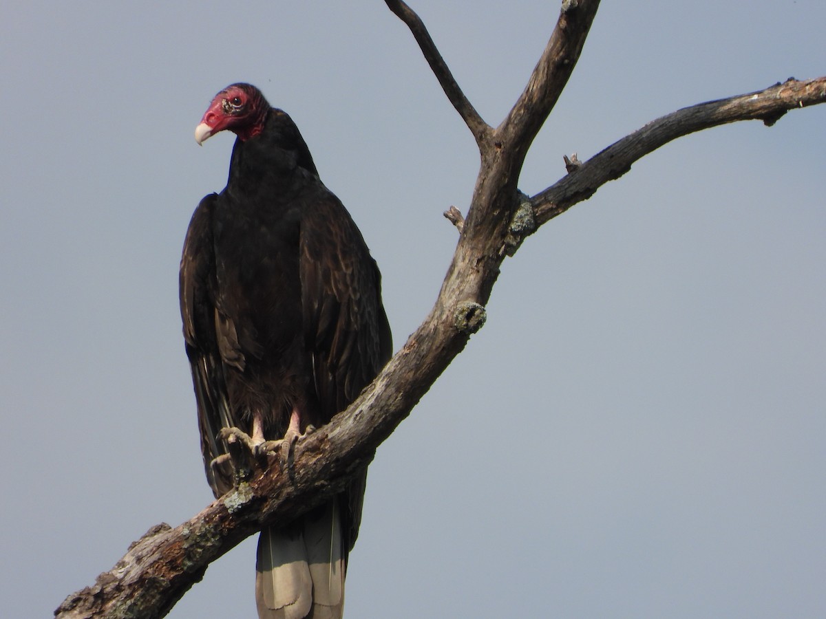 Turkey Vulture - ML576741961