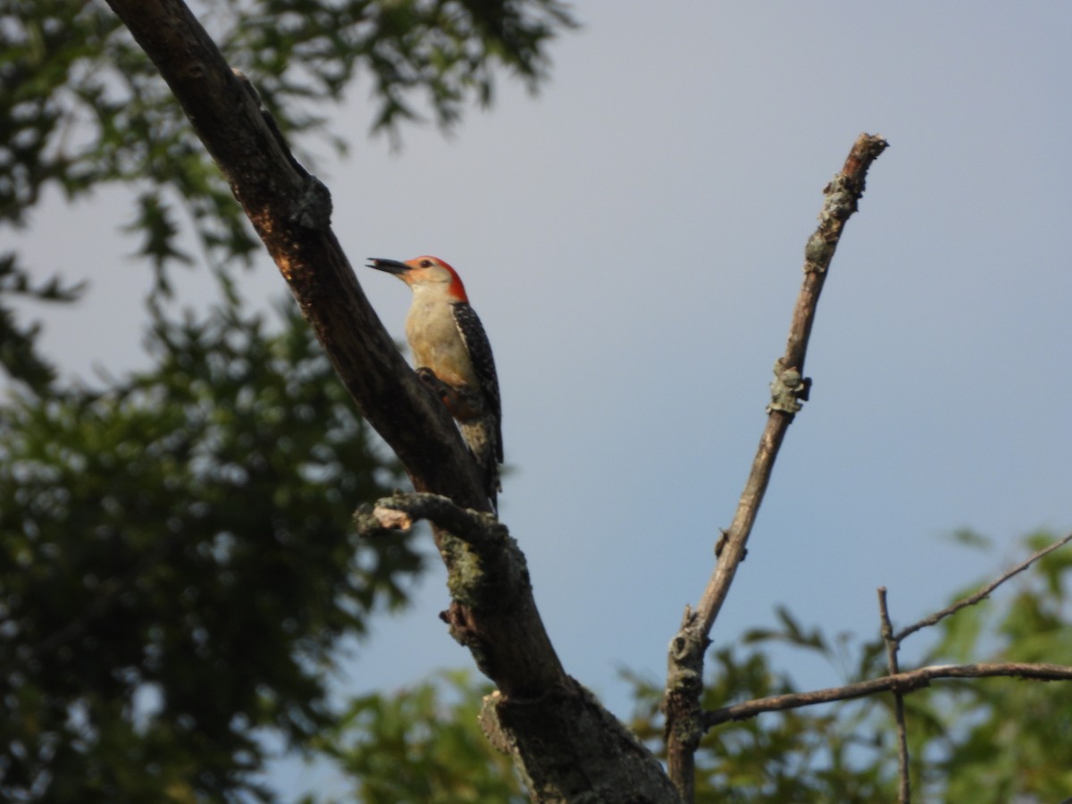Red-bellied Woodpecker - ML576742061
