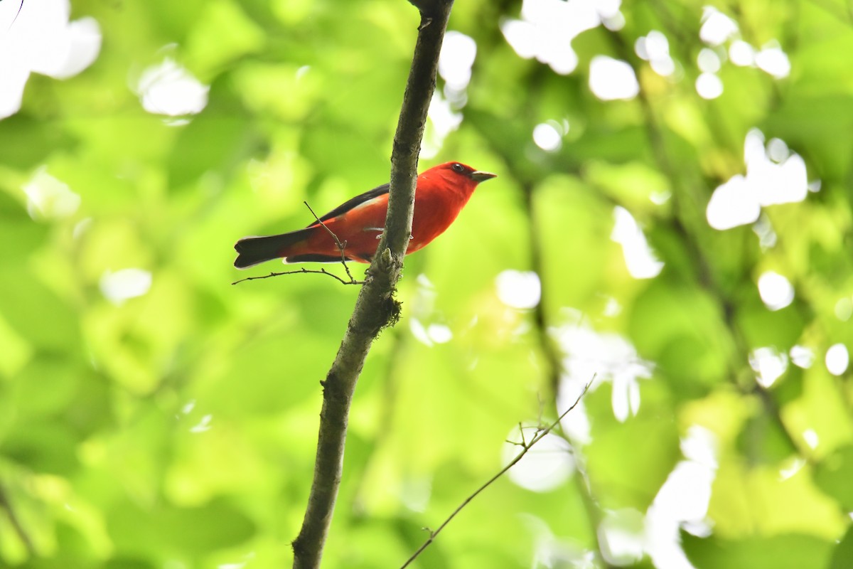 Scarlet Tanager - ML576743701