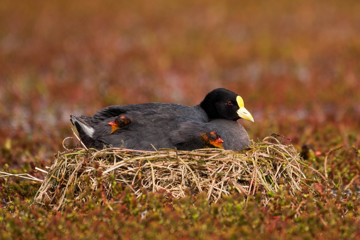 Red-gartered Coot - ML576746241