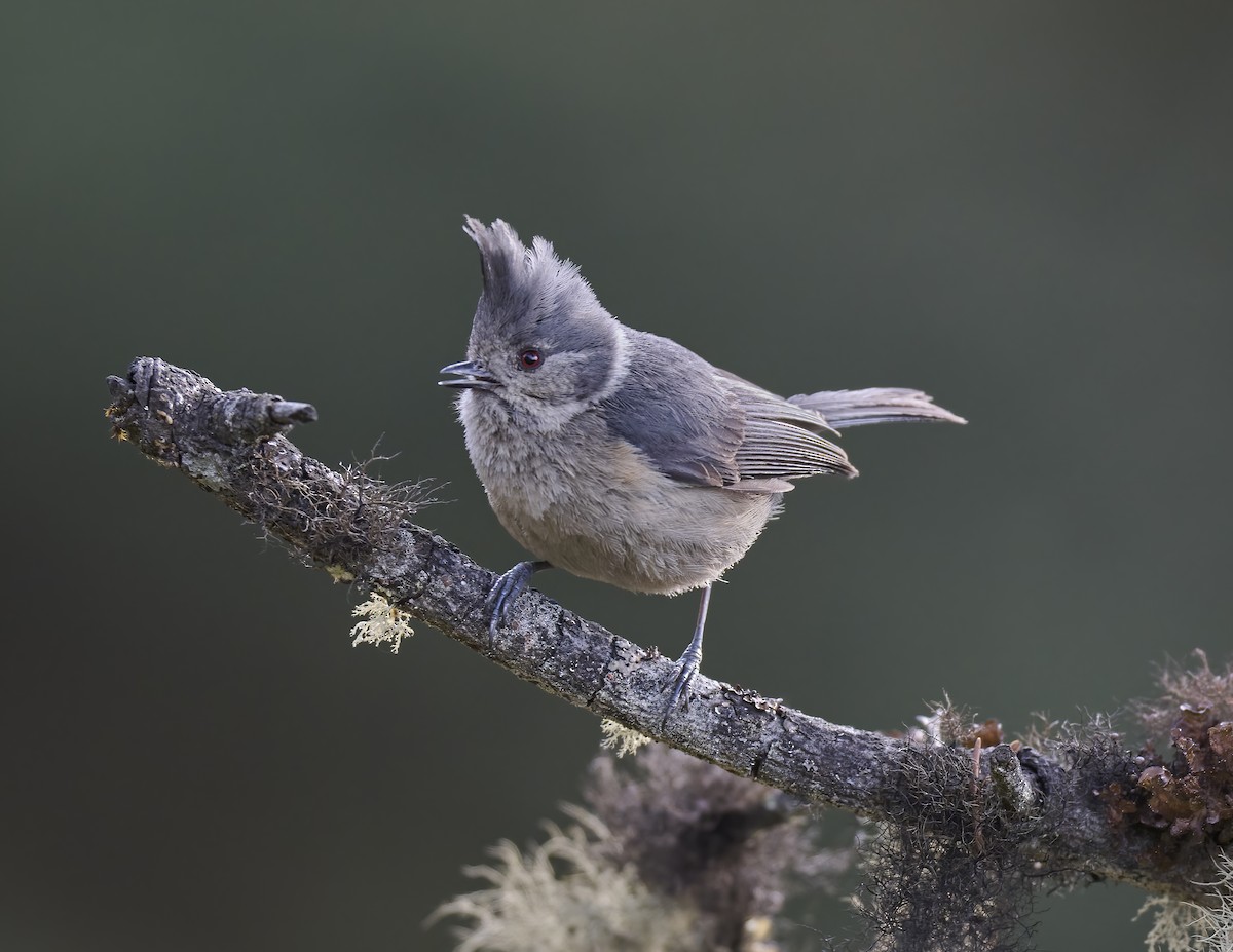 Gray-crested Tit - ML576748611