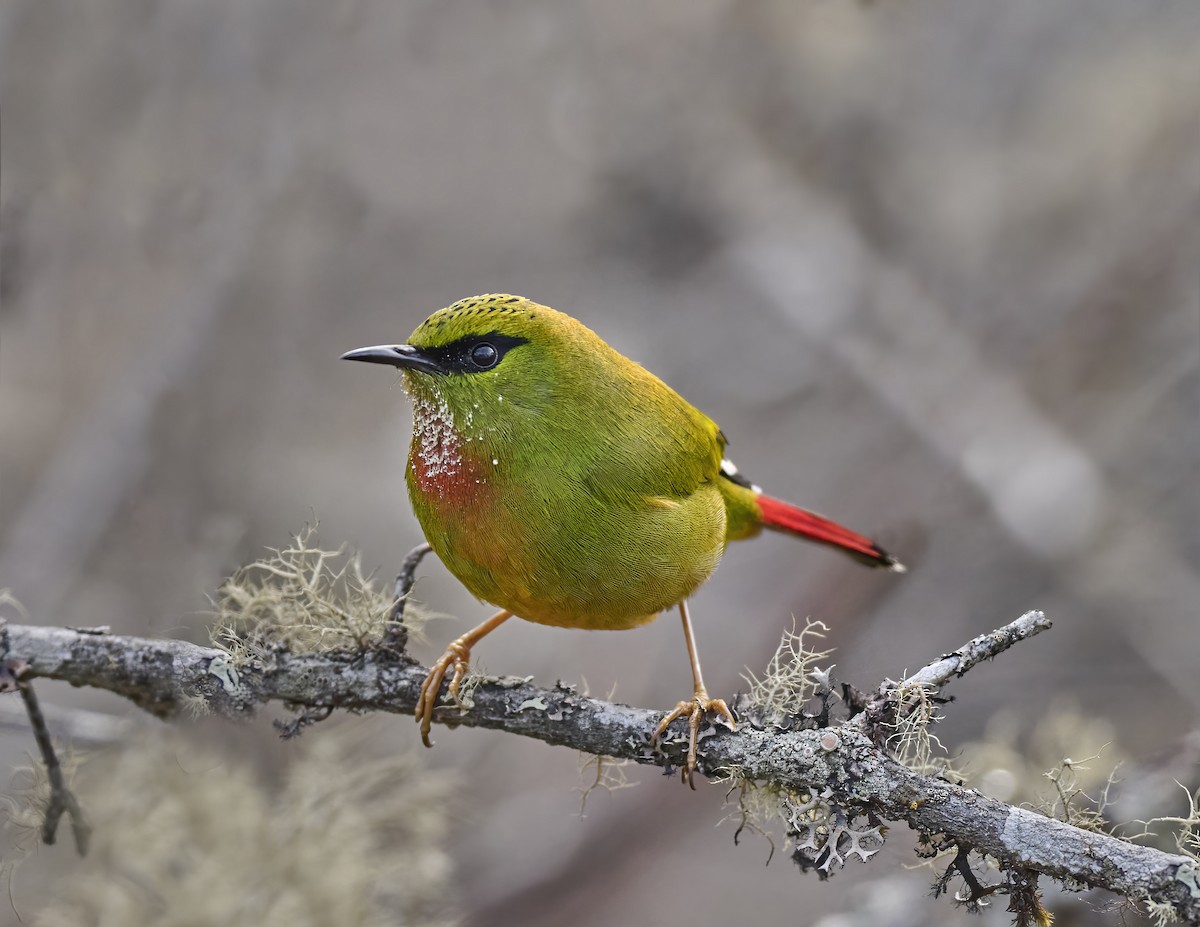 Fire-tailed Myzornis - ML576749031