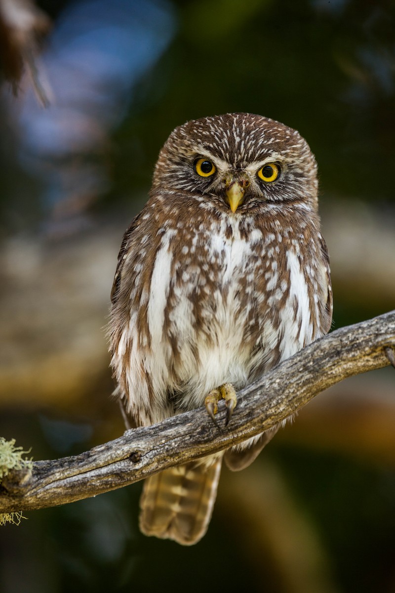 Austral Pygmy-Owl - ML576752231