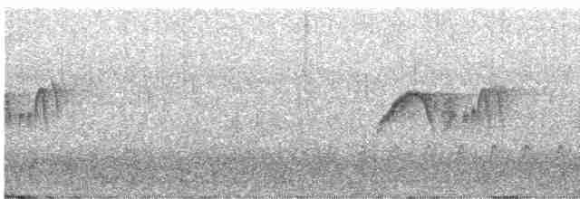 Светлобрюхий фиби - ML576754461