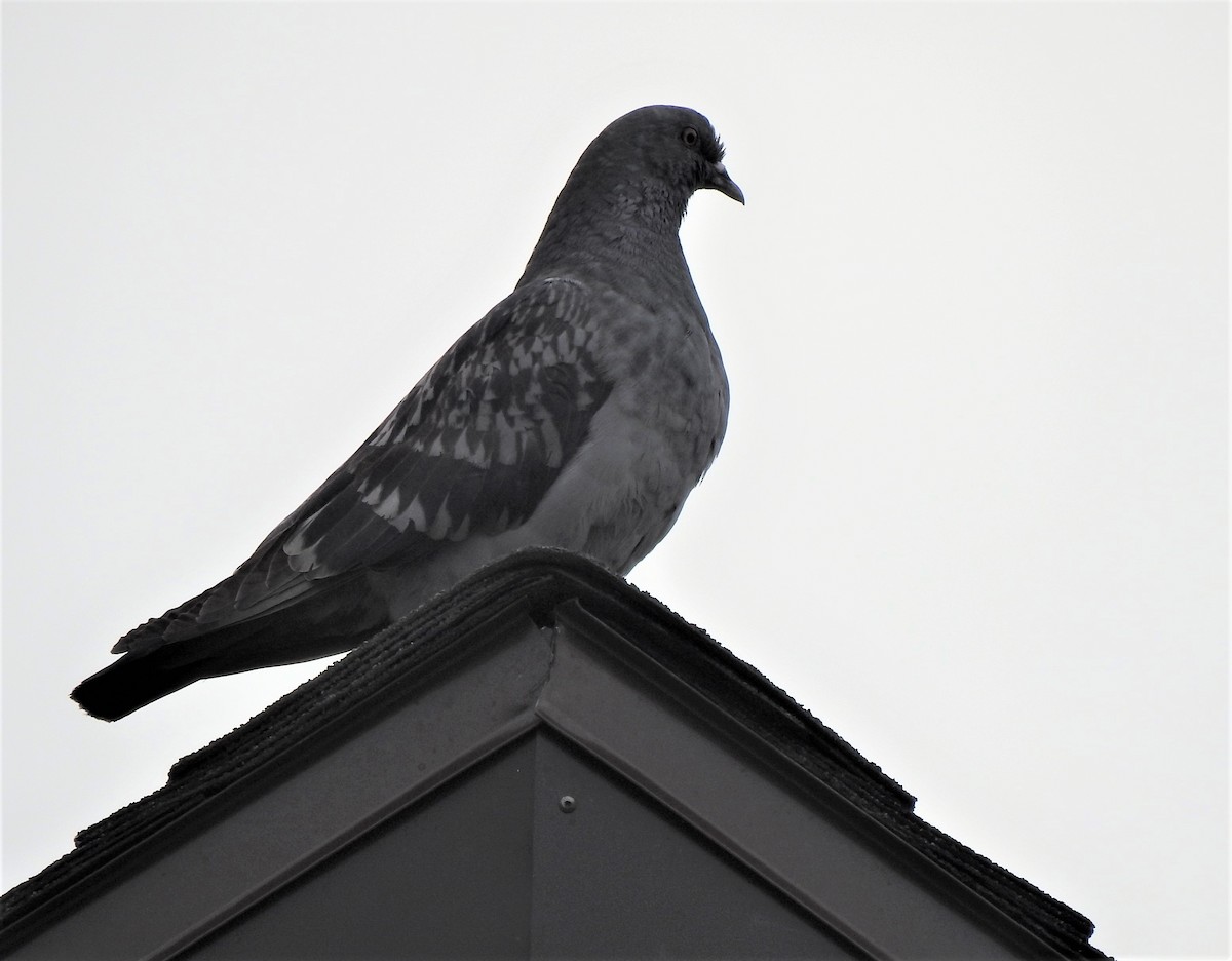 Rock Pigeon (Feral Pigeon) - ML576754511