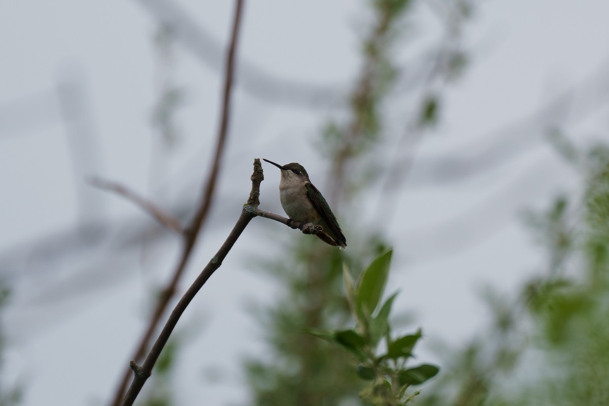 Ruby-throated Hummingbird - Conor Tompkins