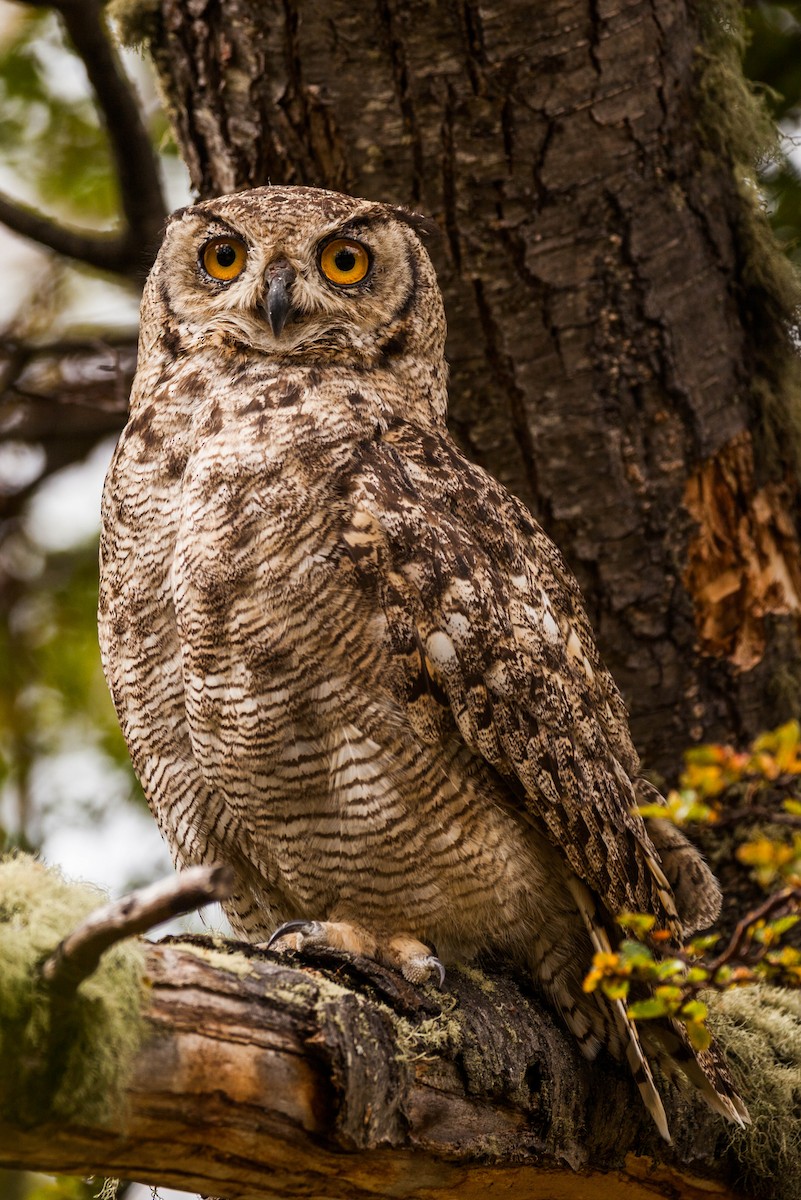 Lesser Horned Owl - ML576756891