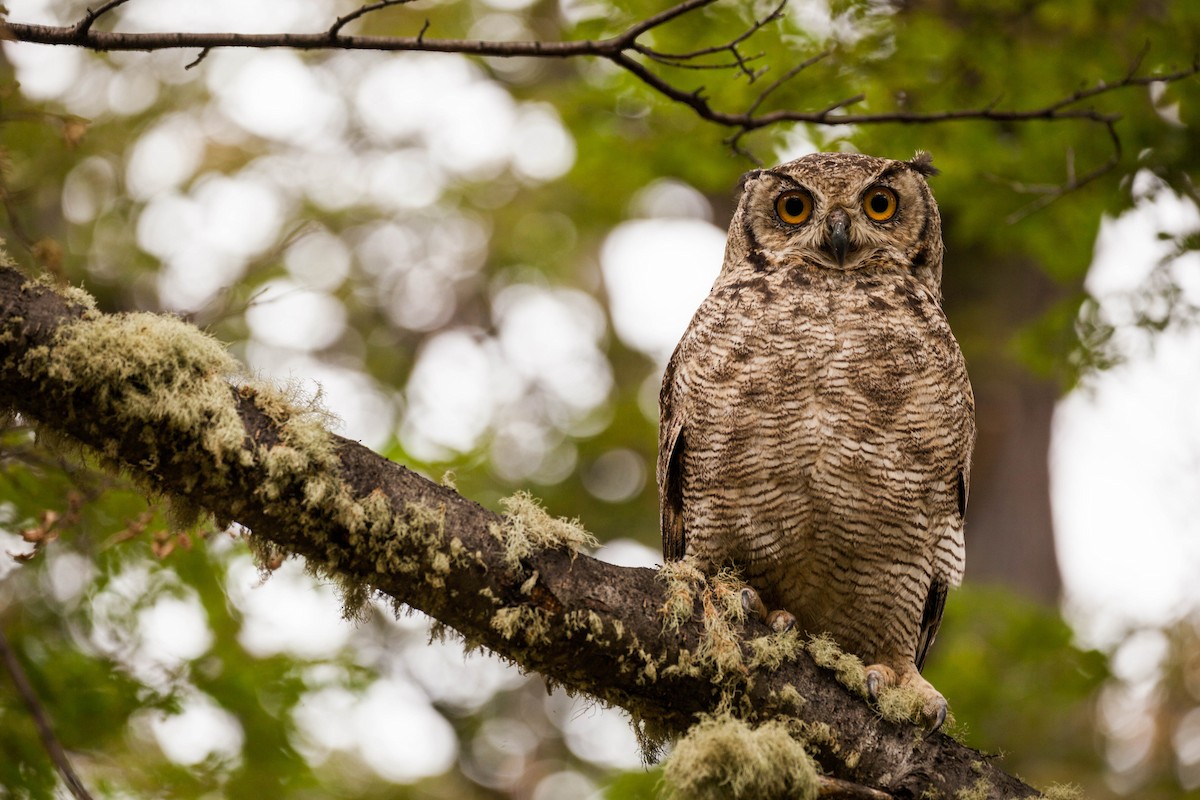 Lesser Horned Owl - ML576756901