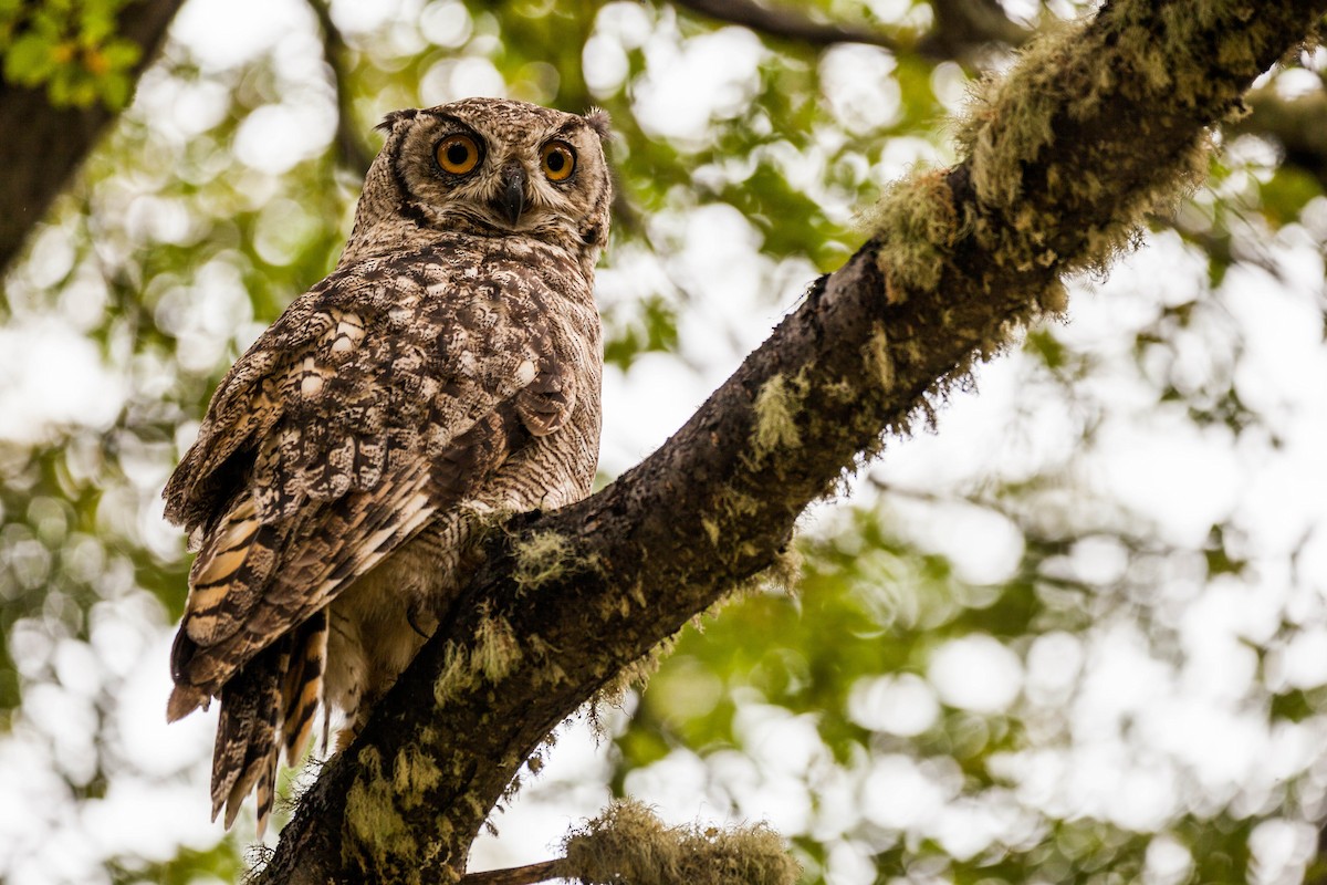 Lesser Horned Owl - ML576756911