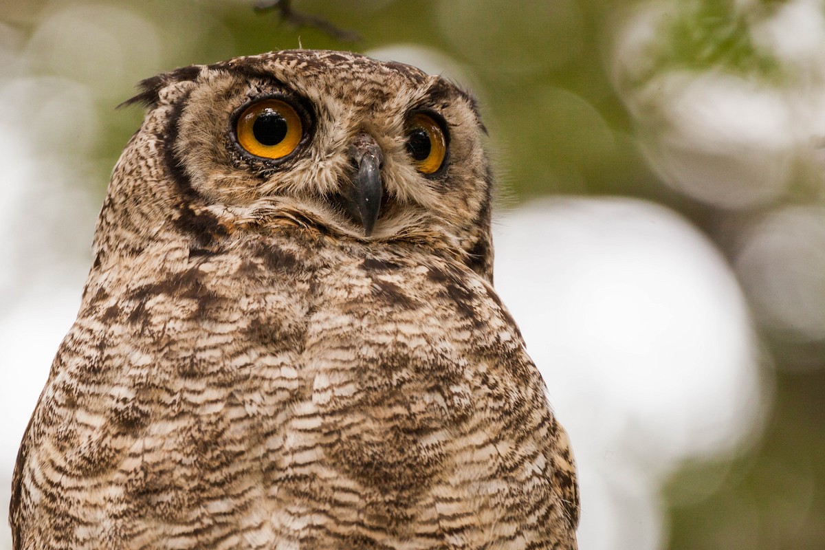 Lesser Horned Owl - ML576756921
