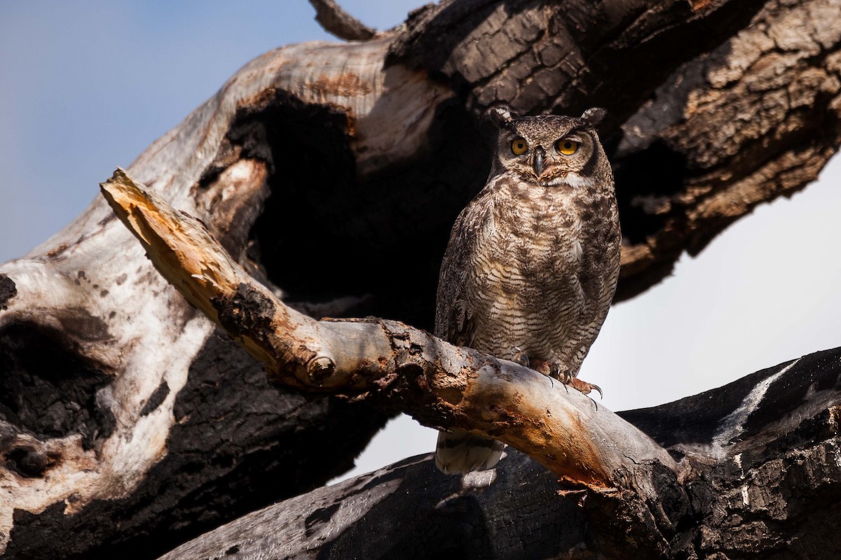 Lesser Horned Owl - Eduardo Minte