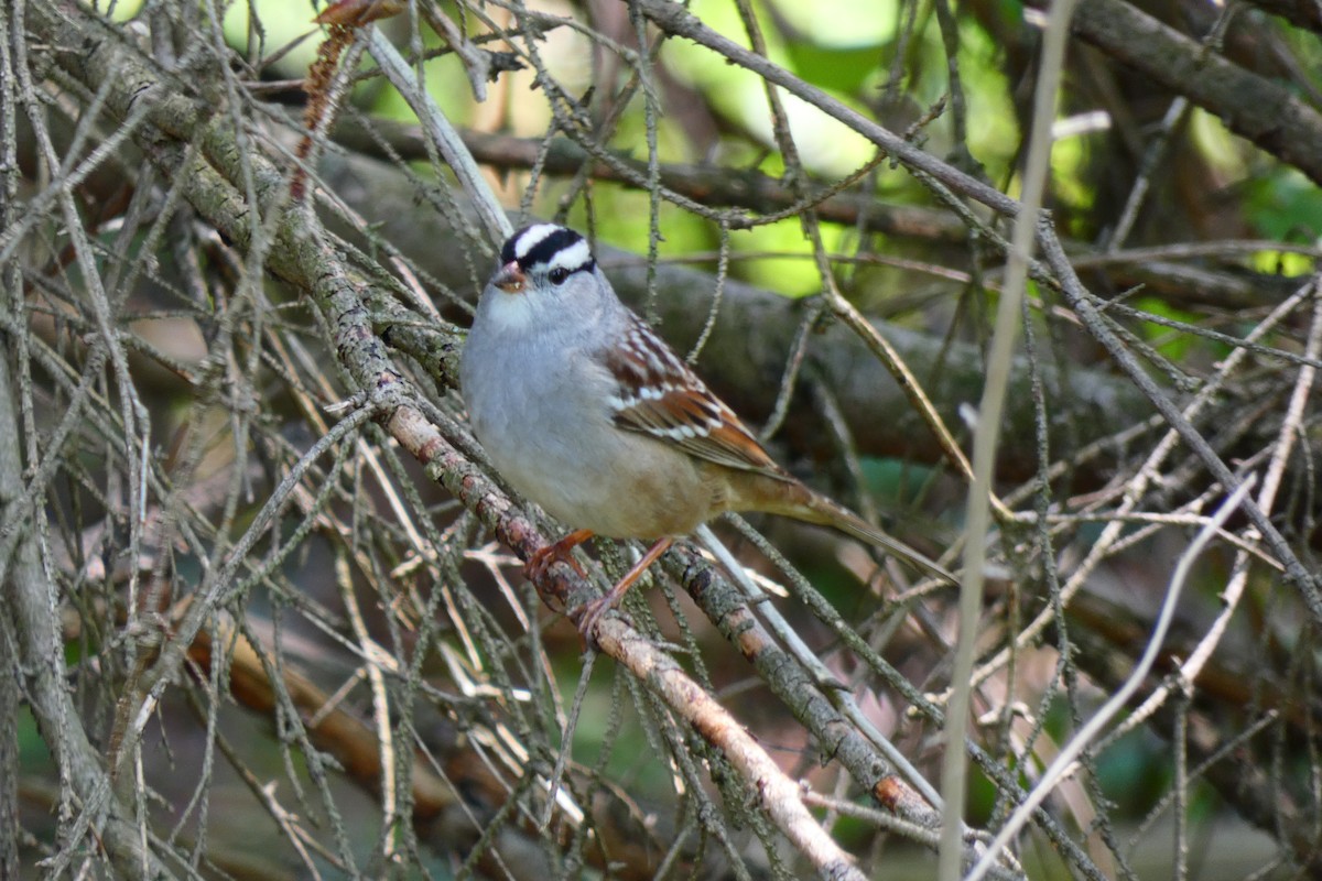 White-crowned Sparrow (leucophrys) - ML576762781
