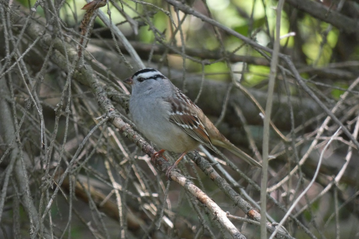 White-crowned Sparrow (leucophrys) - ML576762801
