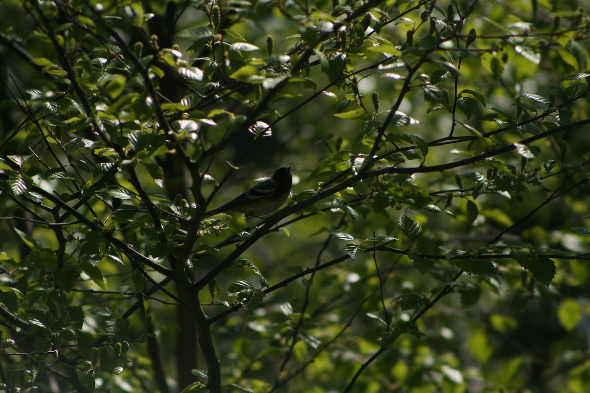 Bay-breasted Warbler - ML576767441