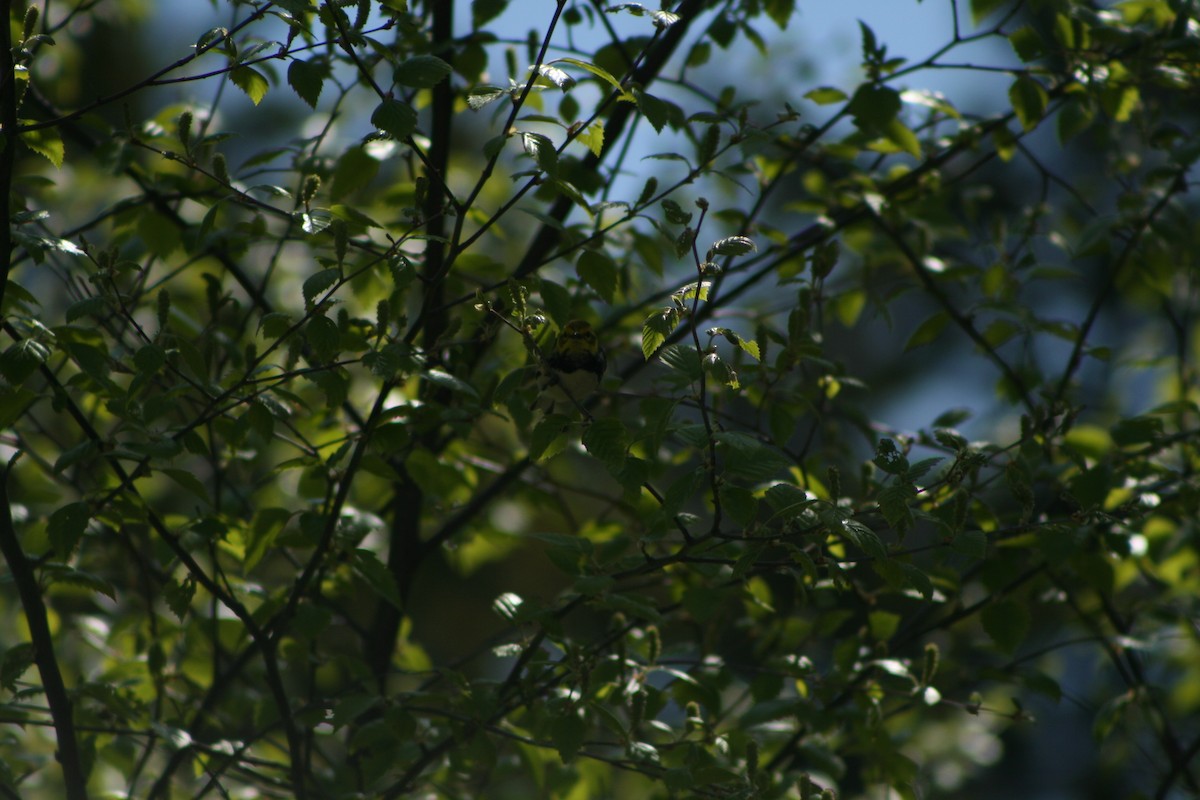 Black-throated Green Warbler - ML576767661