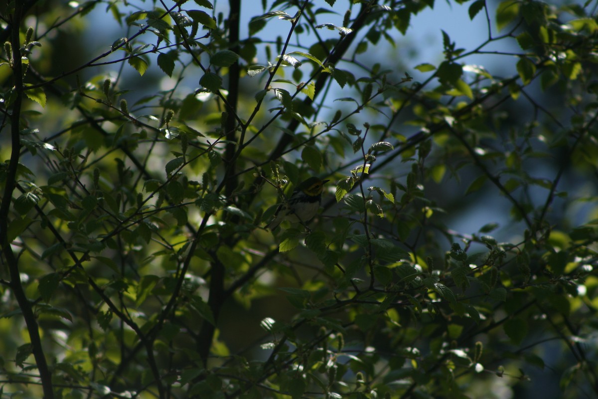 Black-throated Green Warbler - ML576767931