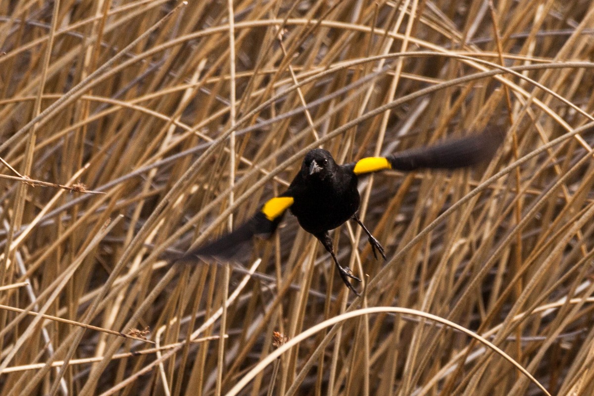 Yellow-winged Blackbird - ML576770191