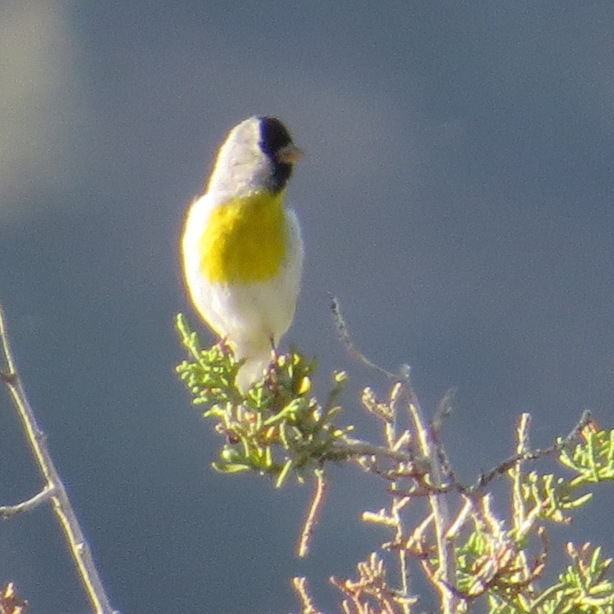 Lawrence's Goldfinch - ML57677591