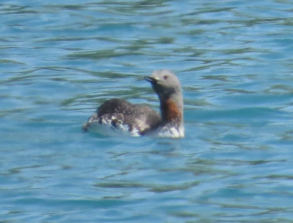 Red-throated Loon - Craig Taylor