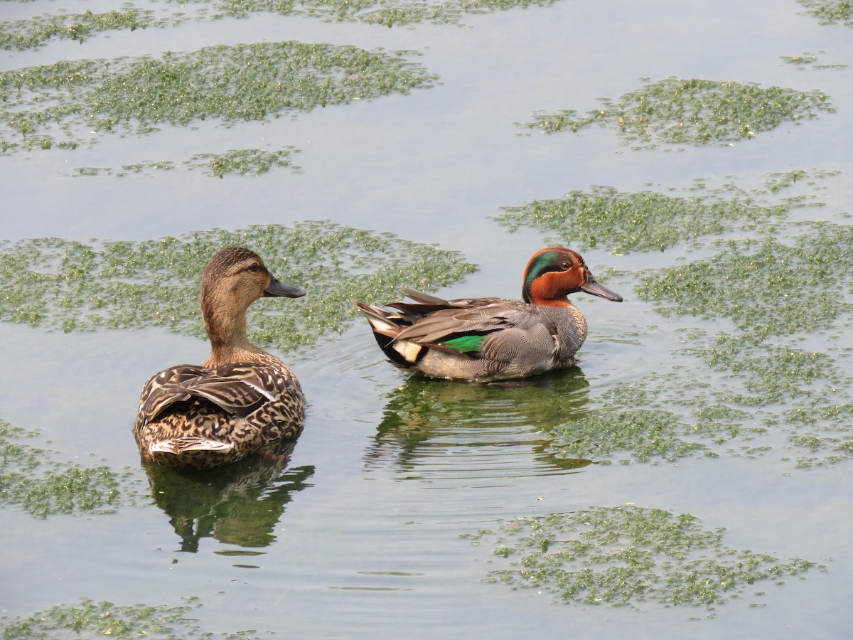 Green-winged Teal - ML576776331