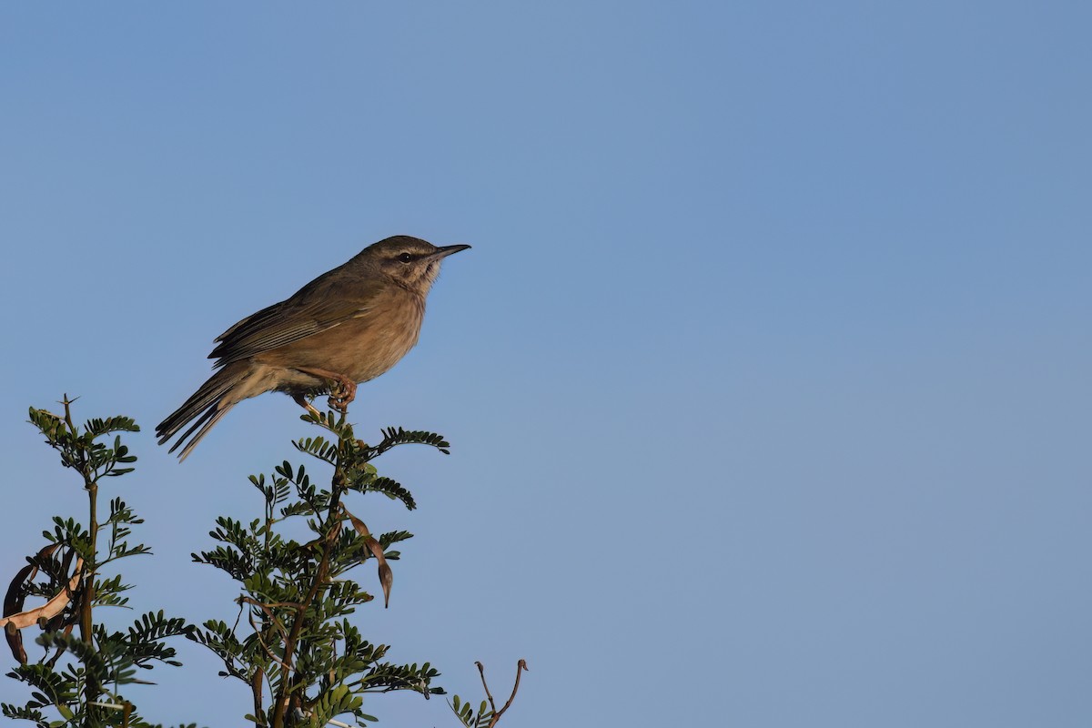 Yellow-tufted Pipit - ML576779031