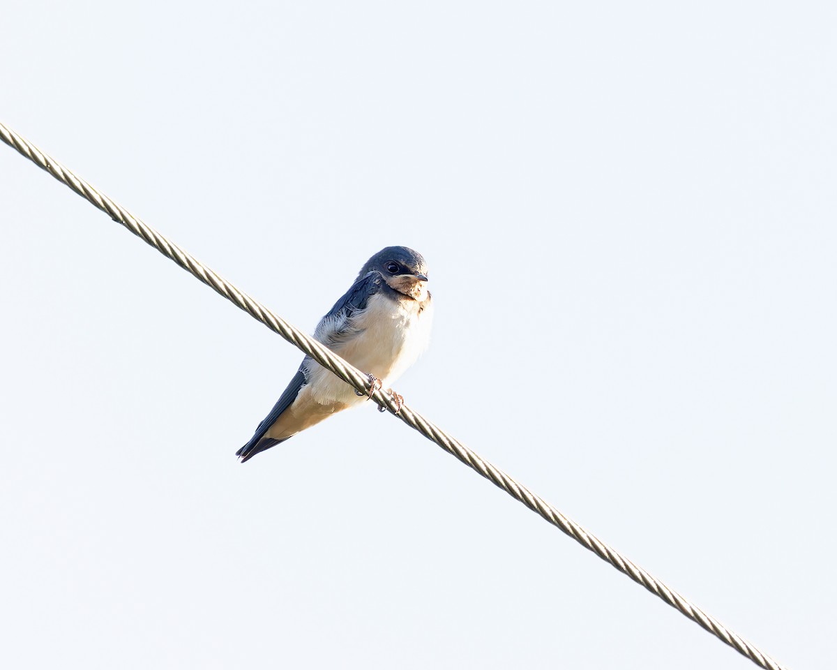 Cave Swallow - ML576781791