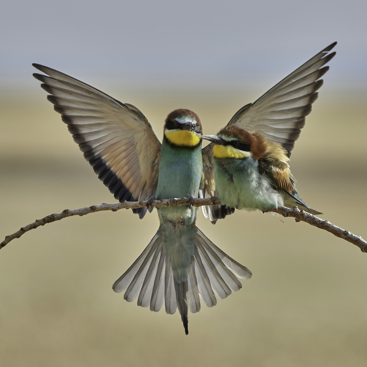 European Bee-eater - ML576783221