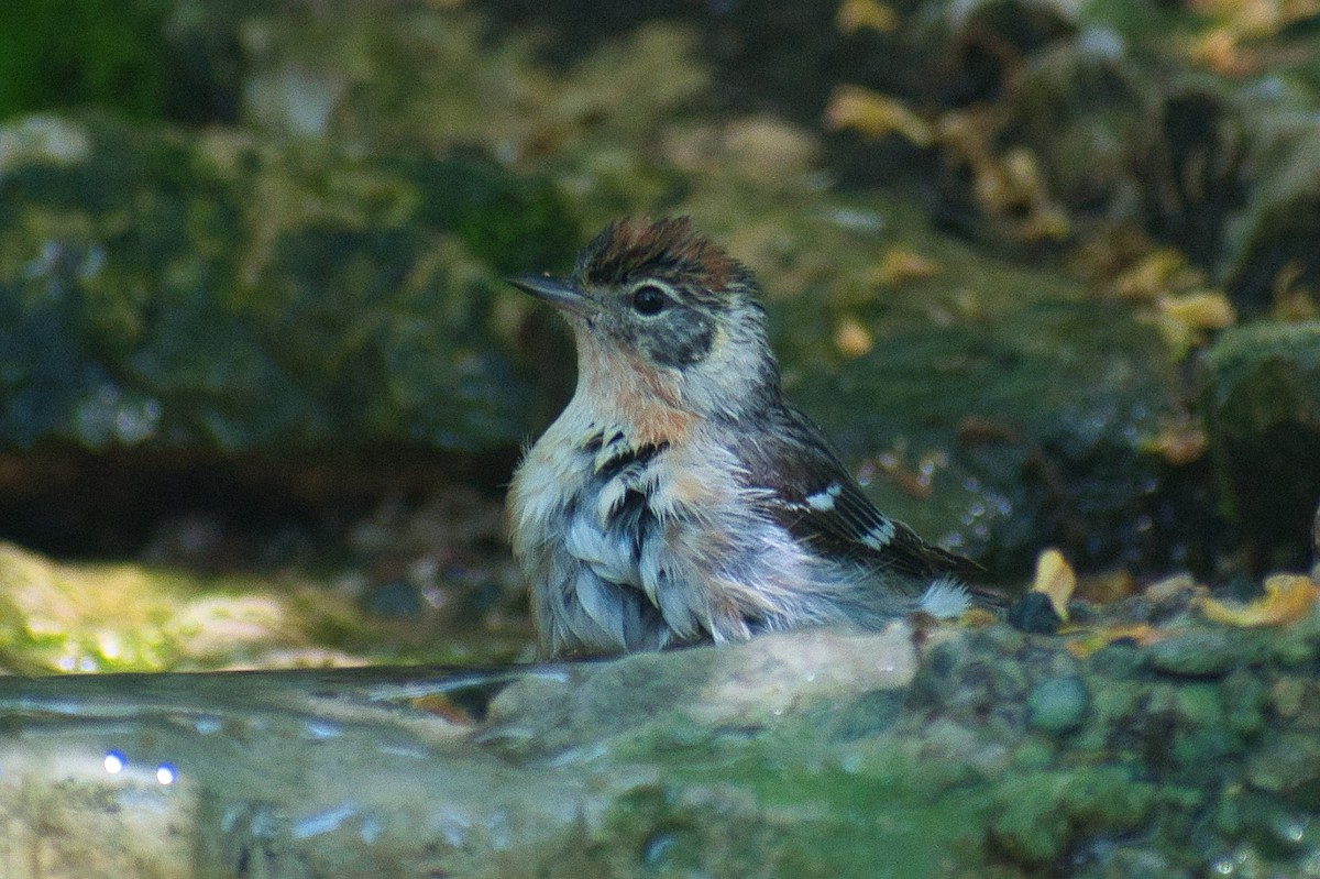 Bay-breasted Warbler - ML576784701