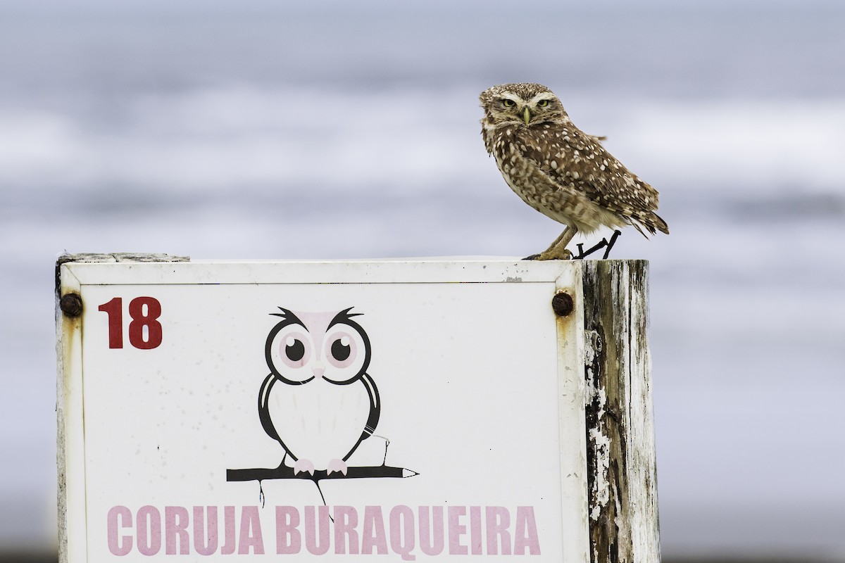 Burrowing Owl - ML576786131