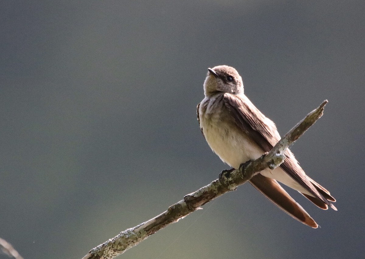 Northern Rough-winged Swallow - ML576786851