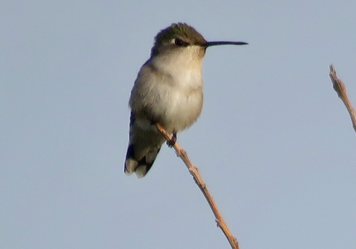 Yakut Boğazlı Kolibri - ML576788061