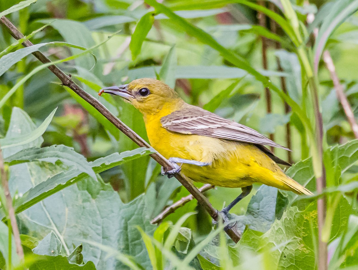 Orchard Oriole - ML576795861