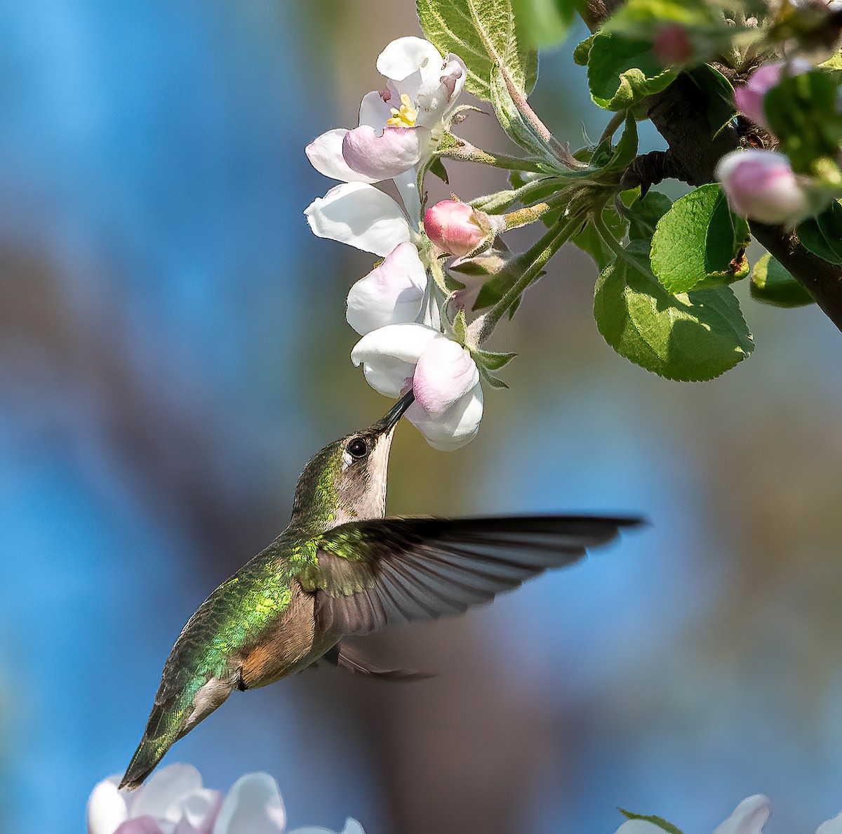 Ruby-throated Hummingbird - Guy Tremblay
